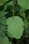 Common nipplewort